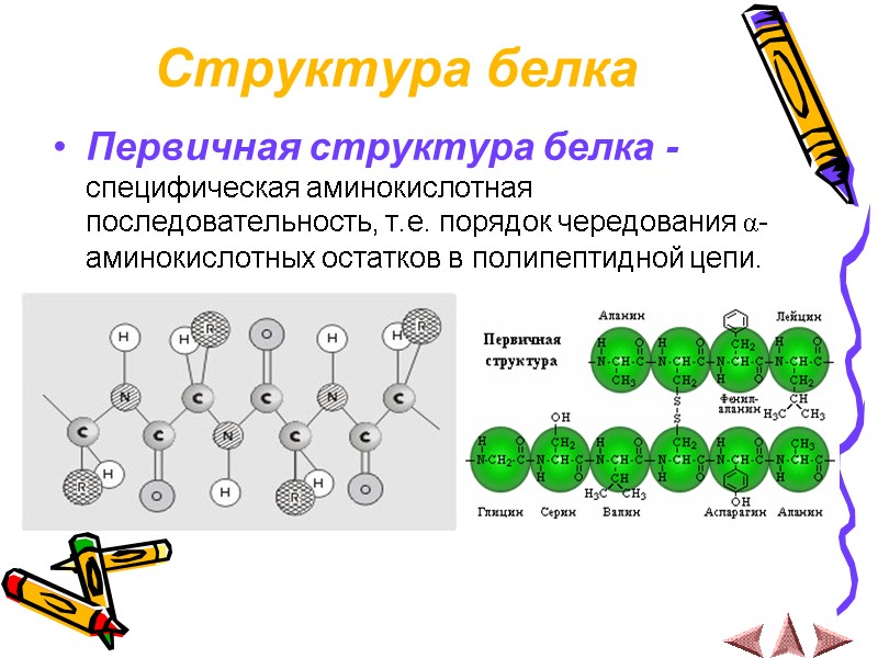 Структура белка Первичная структура белка - специфическая аминокислотная последовательность, т.е. порядок чередования α- аминокислотных